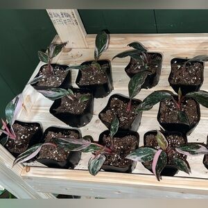 Pink Princess Philodendron Galaxy Marble